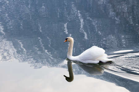 White swan swimming in a lake with mountains reflection in the waterの写真素材