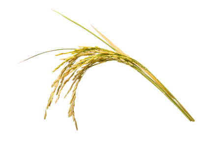 Raw rice with straws on white backgroundの写真素材