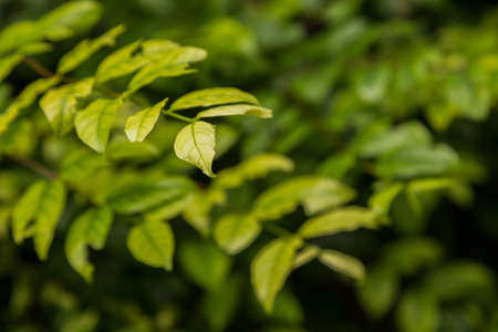 Close up of green leaves, selective focus on the closest leaf leaving other area out of focus, good...
