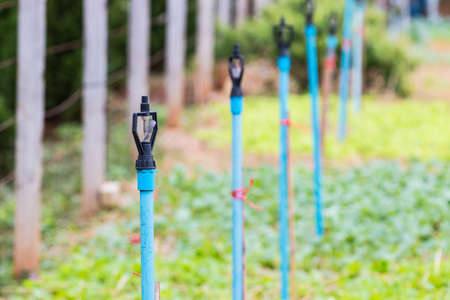Plastic water sprinkler heads on PVC pipes in a garden, selective focus on the front sprinklerの写真素材