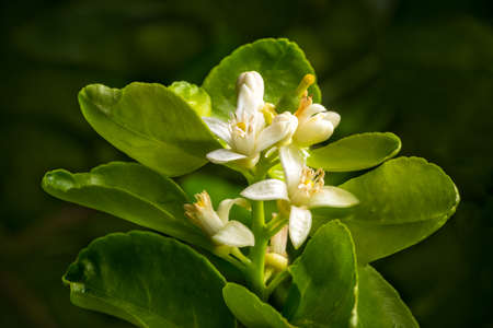 white lime flowers and tiny lime fruit, with green leaves against dark backgroundの写真素材
