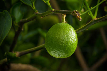 wet single lime fruit hanging from its tree, dark backgroundの写真素材