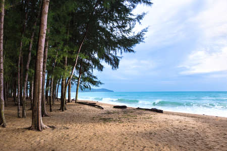 pine trees standing tall against wind at a beach on a cloudy morning in Phuket, Thailandの写真素材