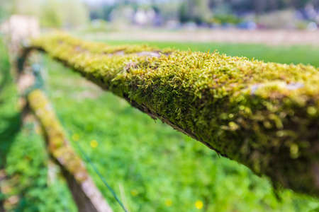 green moss and fern growing on old wooden fence, selective focus with shallow depth of field and force perspectiveの写真素材