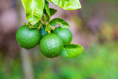 Fresh lime fruits hanging on its tree with soft blurred background, room for textの写真素材