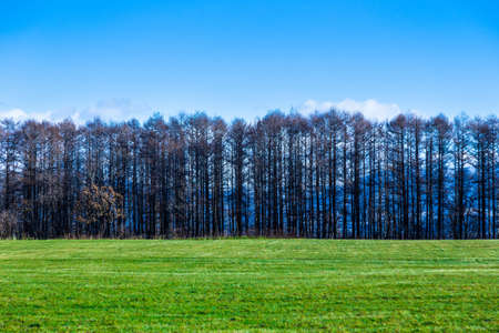 Beautiful landscape view of green grass filed with line of tall pine trees against deep blue sky in Hokkaido, Japanの写真素材