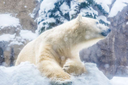 Polar bear sitting on snow in his zoo cage during a snowing day, photographyed through foggy glass windowの写真素材