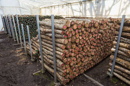 Stored cut logs in white tent in preparation for growing Japanese Shitake mushrooms, organized each...