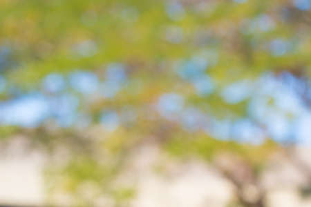 Abstract blurred image of outdoor trees and sky, good for nature backgroundの写真素材