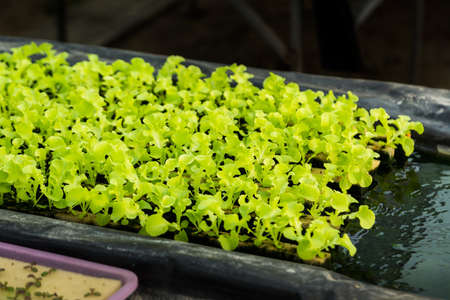 Young vegetables growing on water tray in control system, hydroponics systemの写真素材