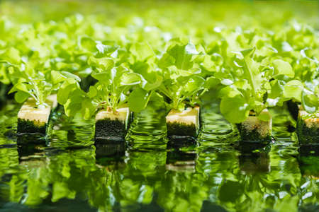 Young vegetables growing on water tray in control system, hydroponics systemの写真素材