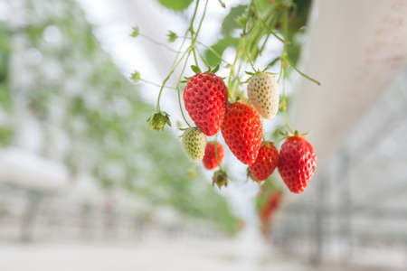 Young strawberries hanging down from the container in the green house of strawberry farmの写真素材
