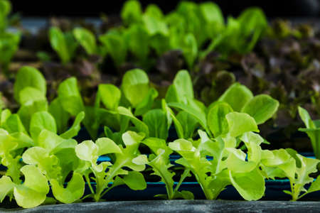 Young vegetables growing on water tray in control system, hydroponics systemの写真素材