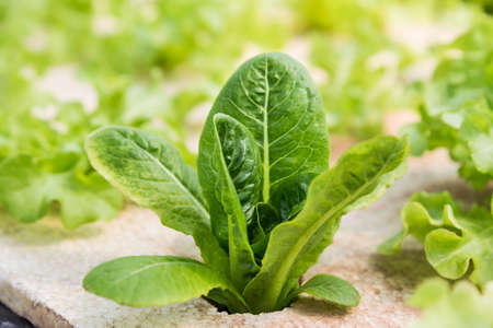 Young vegetables growing on water tray in control system, hydroponics systemの写真素材