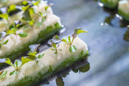 close up of baby hydroponics vegetables , including several types of lettuce, growing on water