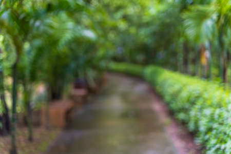 Blurred view of a pathway surrounded by trees and shrubs, good for nature backgroundの写真素材