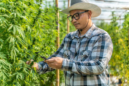 Male cannabis farmer checking the quality of his plants at his environment controlled greenhouse, alternative medicine conceptの写真素材