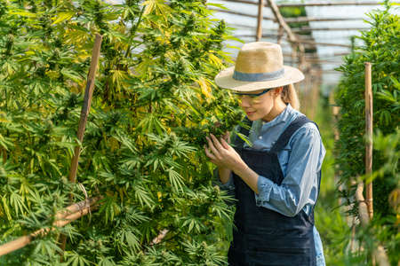Young female cannabis farmer quality checking on her cannabis plants at her environmental controlled greenhouse, alternative medicine conceptの写真素材
