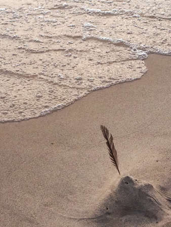 A feather stuck in the beachの写真素材