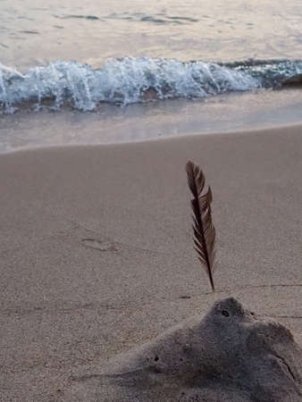 A feather stuck in the beachの写真素材