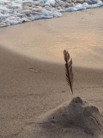 A feather stuck in the beachの写真素材