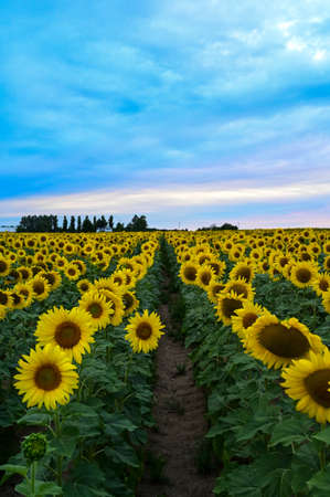 sunflowers in the field in summerの写真素材