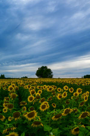 sunflowers in the field in summerの写真素材