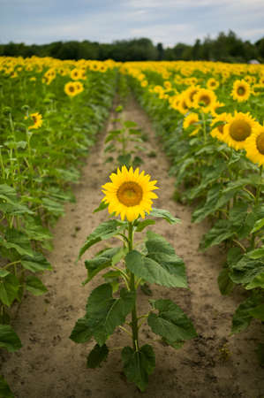 sunflowers in the field in summerの写真素材