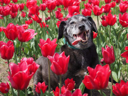 Mixed dog posing in middle of red tulipsの写真素材