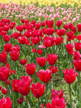 Yellow, pink and red tulip field in Holland Michiganの写真素材