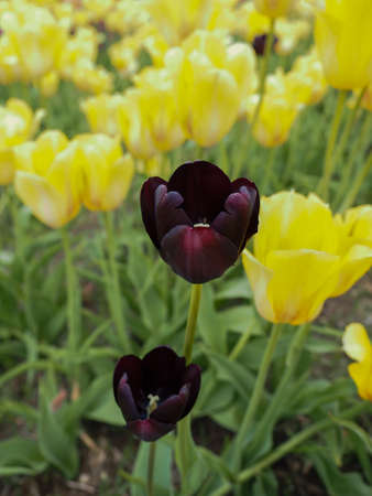 a single dark tulip in middle of a yellow tulip rowの写真素材