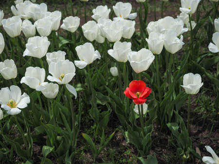 a single red tulip in middle of a white tulip rowの写真素材