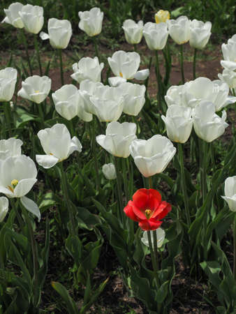 a single red tulip in middle of a white tulip rowの写真素材