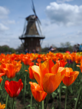 Spring tulips in front of windmill Holland Michiganの写真素材