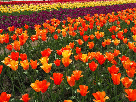 Yellow, pink and red tulip field in Holland Michiganの写真素材