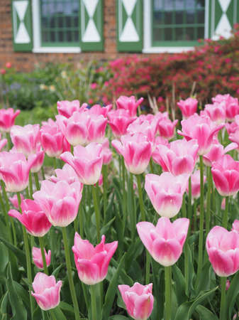 Pink tulips in bloom in Holland Michiganの写真素材