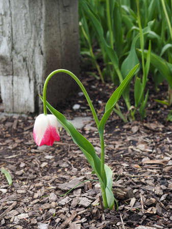 A single droopy tulip in Holland Michiganの写真素材