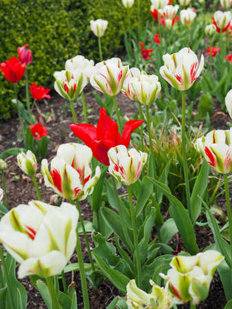 Mulitcolored tulips in bloom in Holland Michiganの写真素材