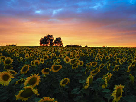 sunflowers in the field in summer at sunsetの写真素材