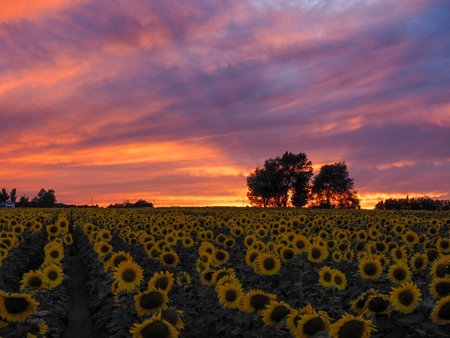 sunflowers in the field in summer at sunsetの写真素材