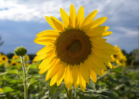 sunflowers in the field in summerの写真素材