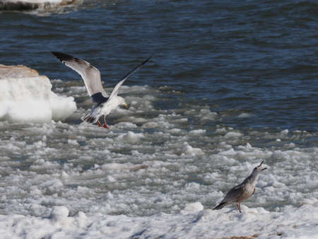 Ring-billed gulls (Larus delawarensis) in icy watersの写真素材