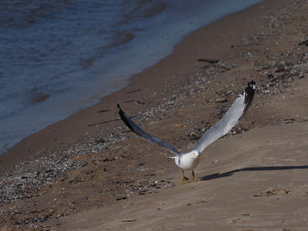 Ring-billed gull (Larus delawarensis) taking flight from a beachの写真素材