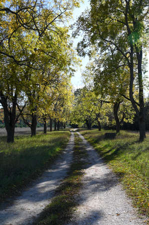 vertical image of early fall colors along an empty dirt lane in Northern Michigan.の写真素材