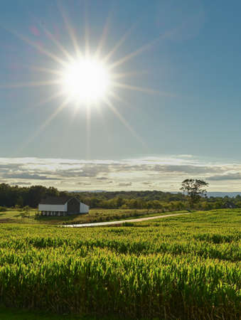 Vertical image of a bright sunburst over barn and a field of cropsの写真素材