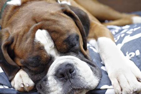 Sleeping Boxer dog の写真素材