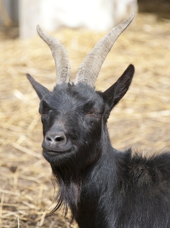 A black goat in an enclosure looking towards the cameraの写真素材