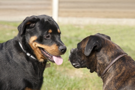 A Rottweiler puppy and a Boxer standing facing each otherの写真素材