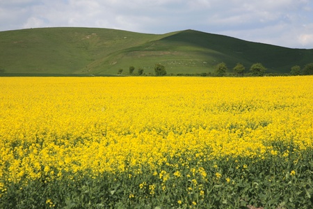 Countryside near Devizes in Wiltshire UK with fields of bright yellow rape seed in bloom