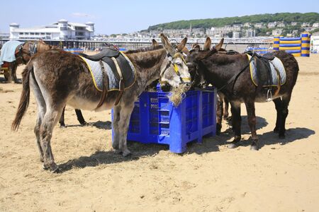 Donkeys on the beachの写真素材